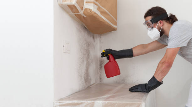 Professional Basement Mold Remediation technician working in Lexington, IL