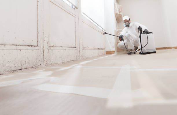 24/7 Emergency Basement Mold Remediation experts in Lexington, IL