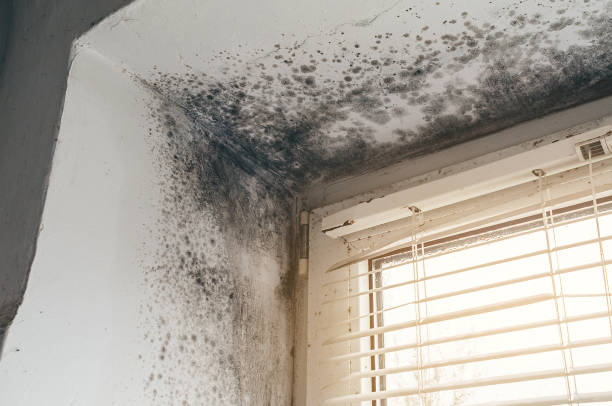 Affordable Basement Mold Remediation solutions in Lexington, IL