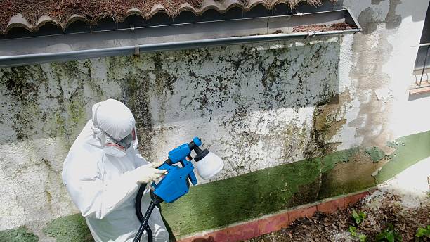 Top rated local Basement Mold Remediation specialists in Lexington, IL